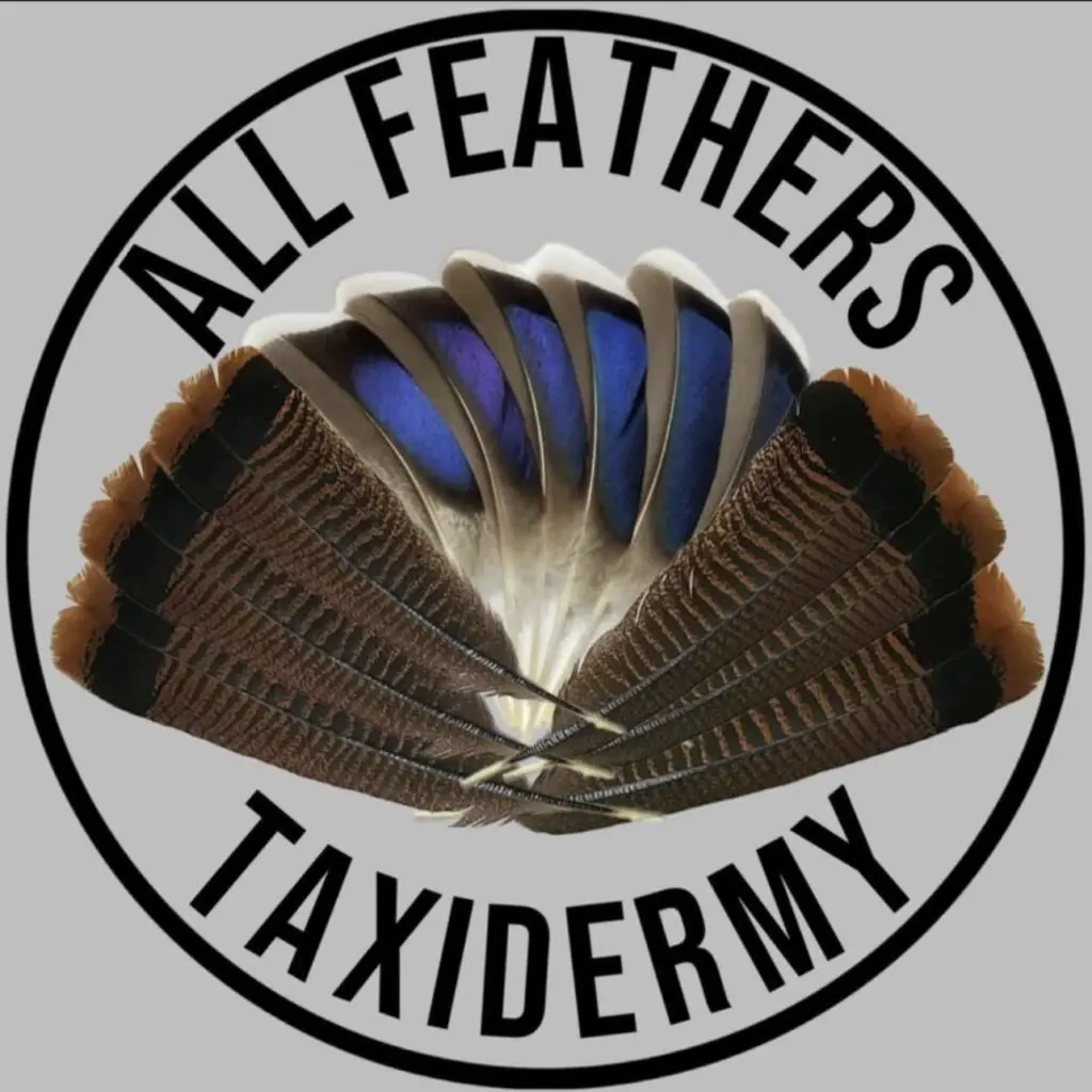 Logo featuring feathers arranged in a fan shape with text 'All Feathers Taxidermy'.