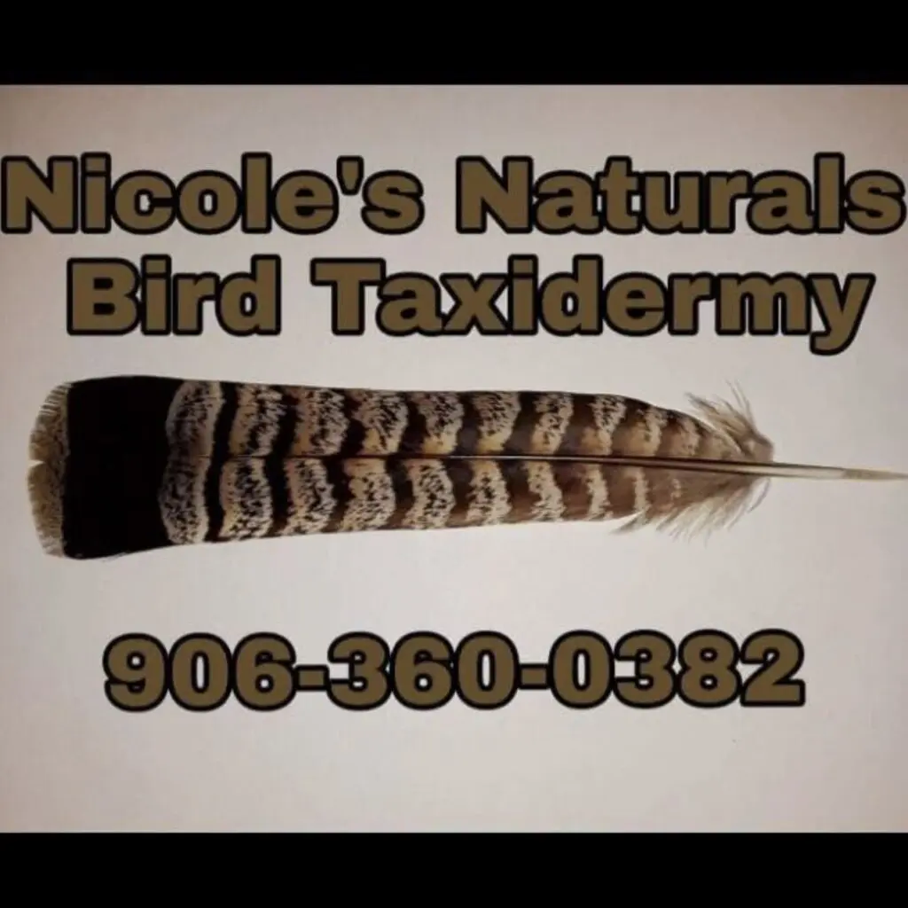 Feathers displayed with business information for Nicole's Naturals Bird Taxidermy.