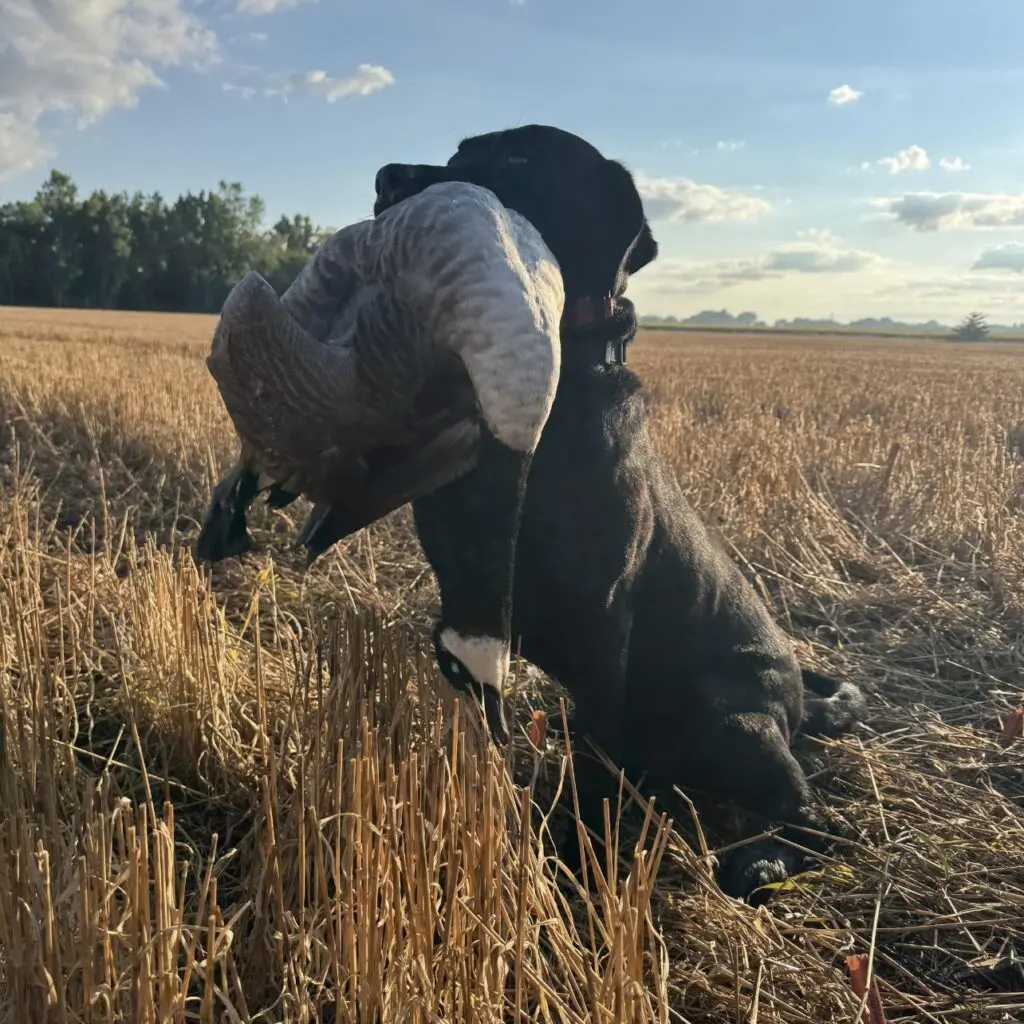A black dog holding a bird in a wheat field at sunrise or sunset.