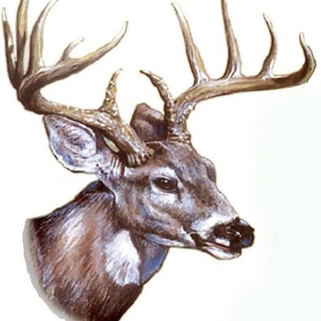 Detailed illustration of a majestic deer with large antlers.