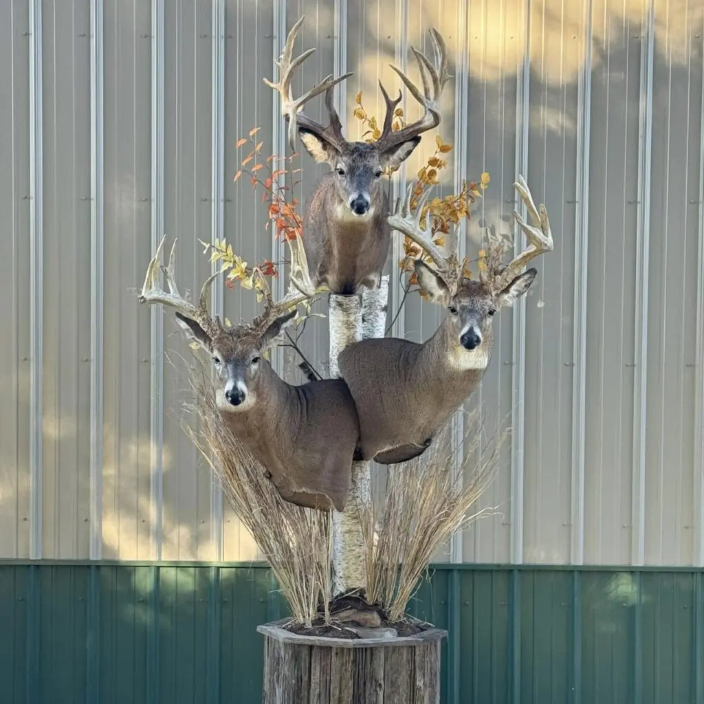 A group of deer heads mounted as trophies on a wall.