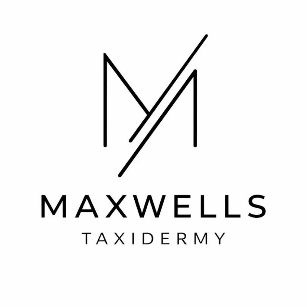 Minimalist logo for Maxwells Taxidermy with stylized M and V letters.