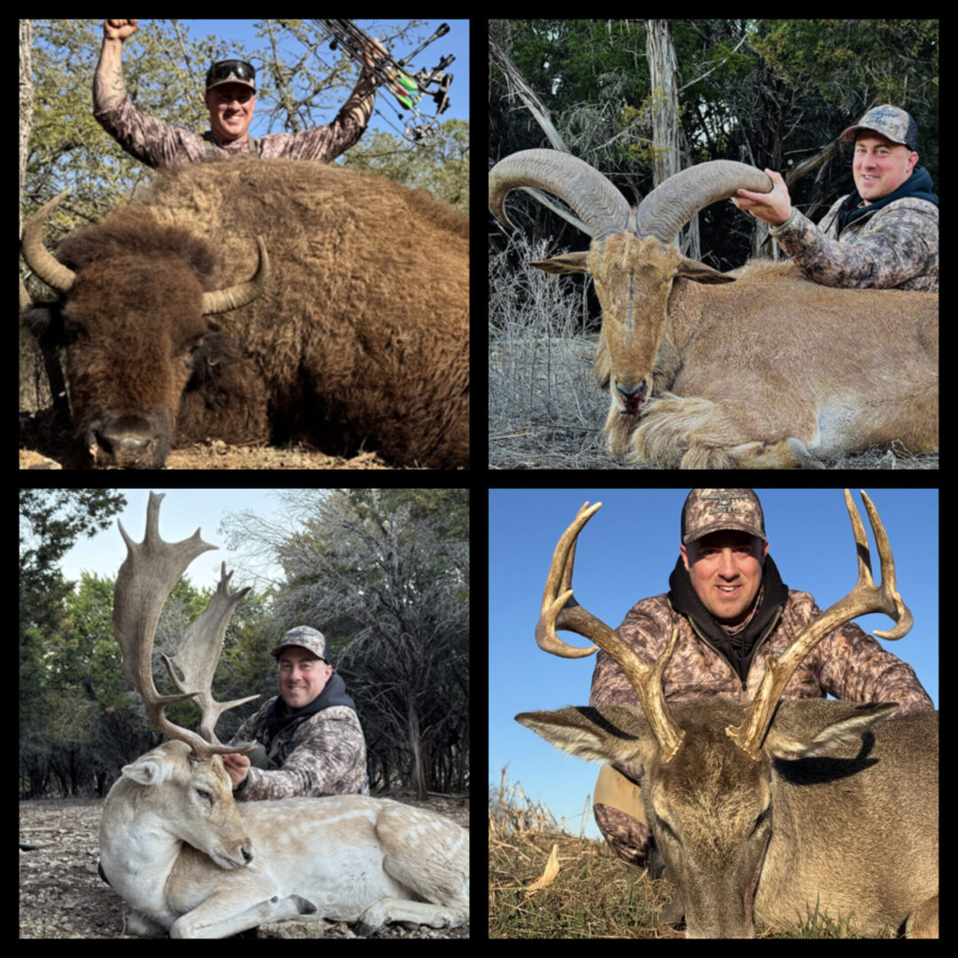 Collage: hunters with bison, ram, deer trophies